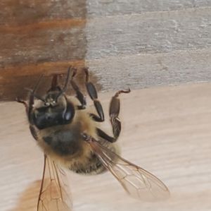 Meet your Posher, Bedrock apiary